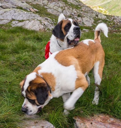 st-bernard-dogs-switzerland